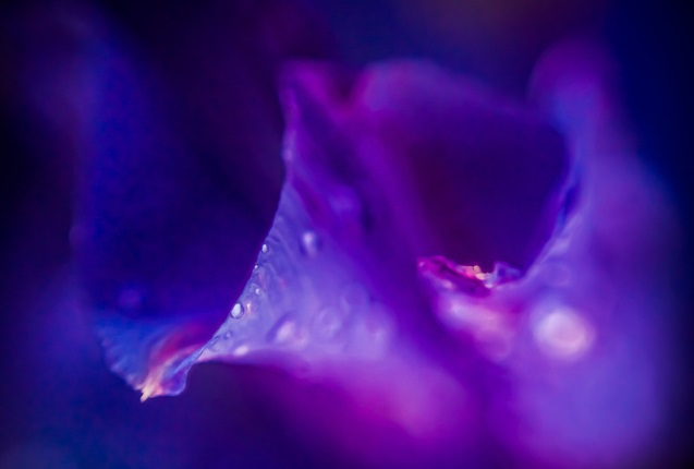 Фиолетовый цвет в интерьере: роскошь и таинственность